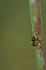 ant_prenolepis imparis_tending_aphids.jpg